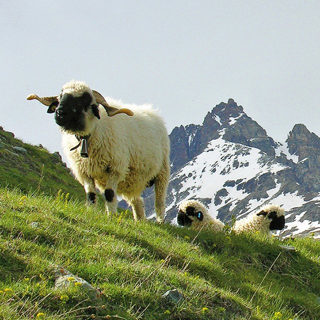 aus den Walliser Bergen